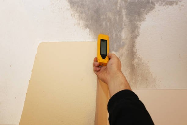 Professional Mold Removal in Menard, TX